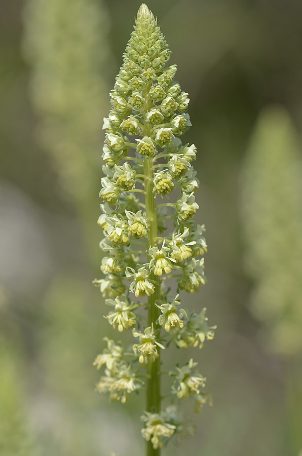 Reseda lutea / Reseda comune